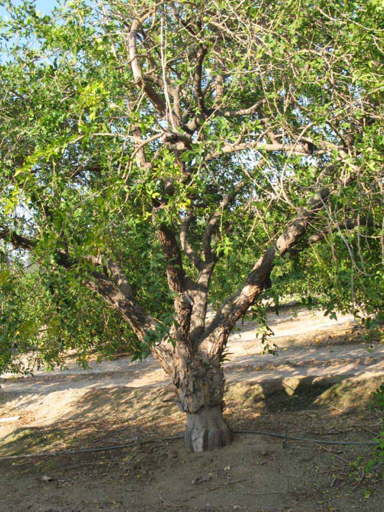            Habit (Riverside, CA)   